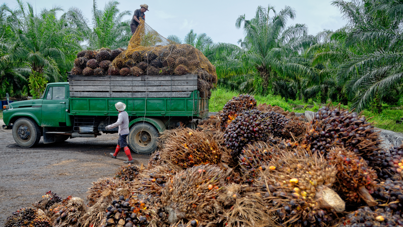 パーム油不使用で環境にも配慮